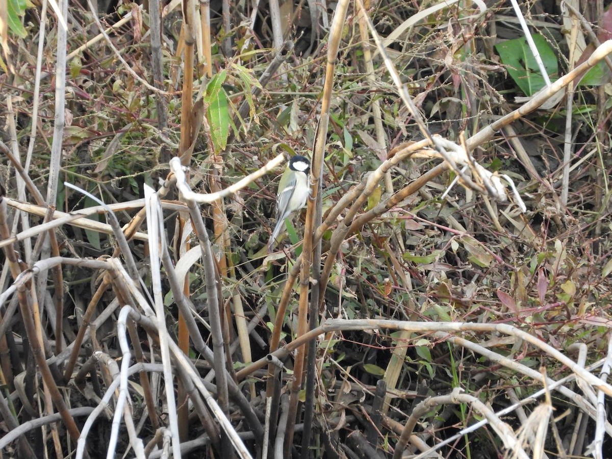 Asian Tit - ML646426231