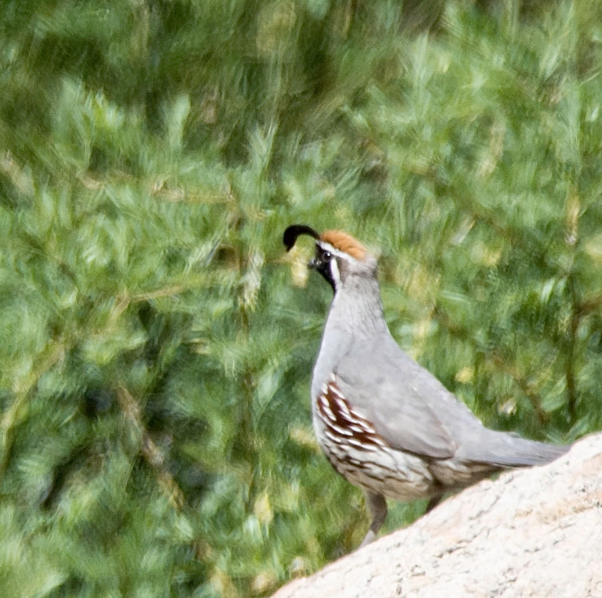 Gambel's Quail - ML646426235