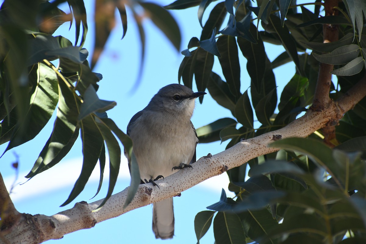Northern Mockingbird - ML646426236