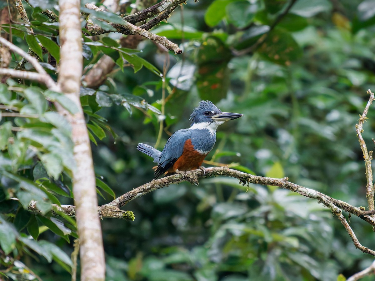 Ringed Kingfisher - ML646426237