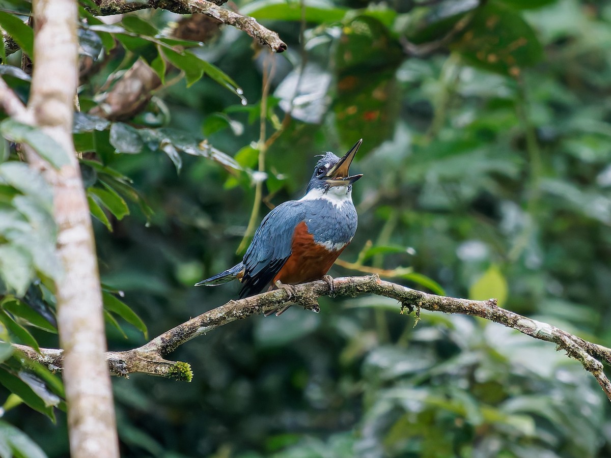 Ringed Kingfisher - ML646426238