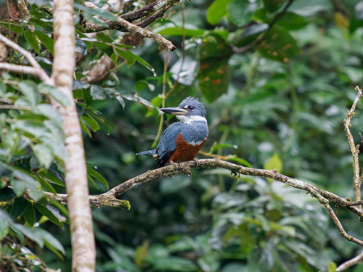 Ringed Kingfisher - ML646426239