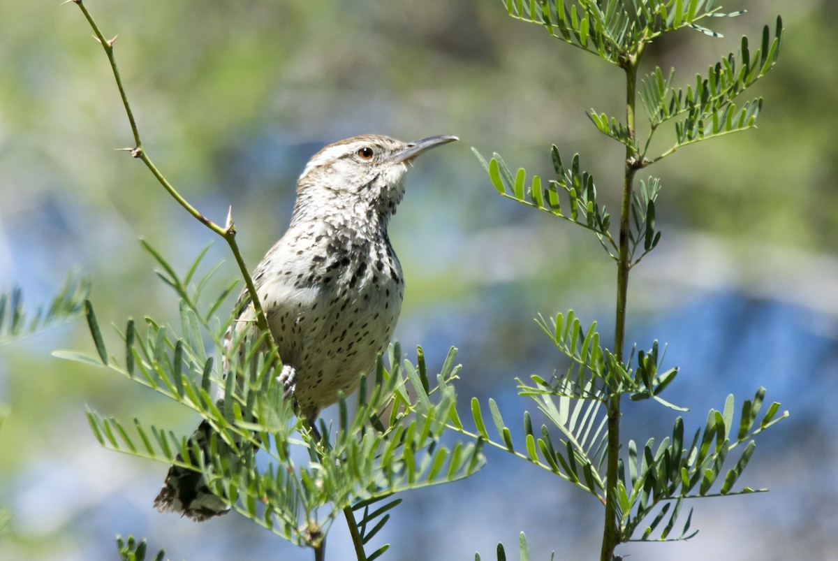 Cactus Wren - ML646426240