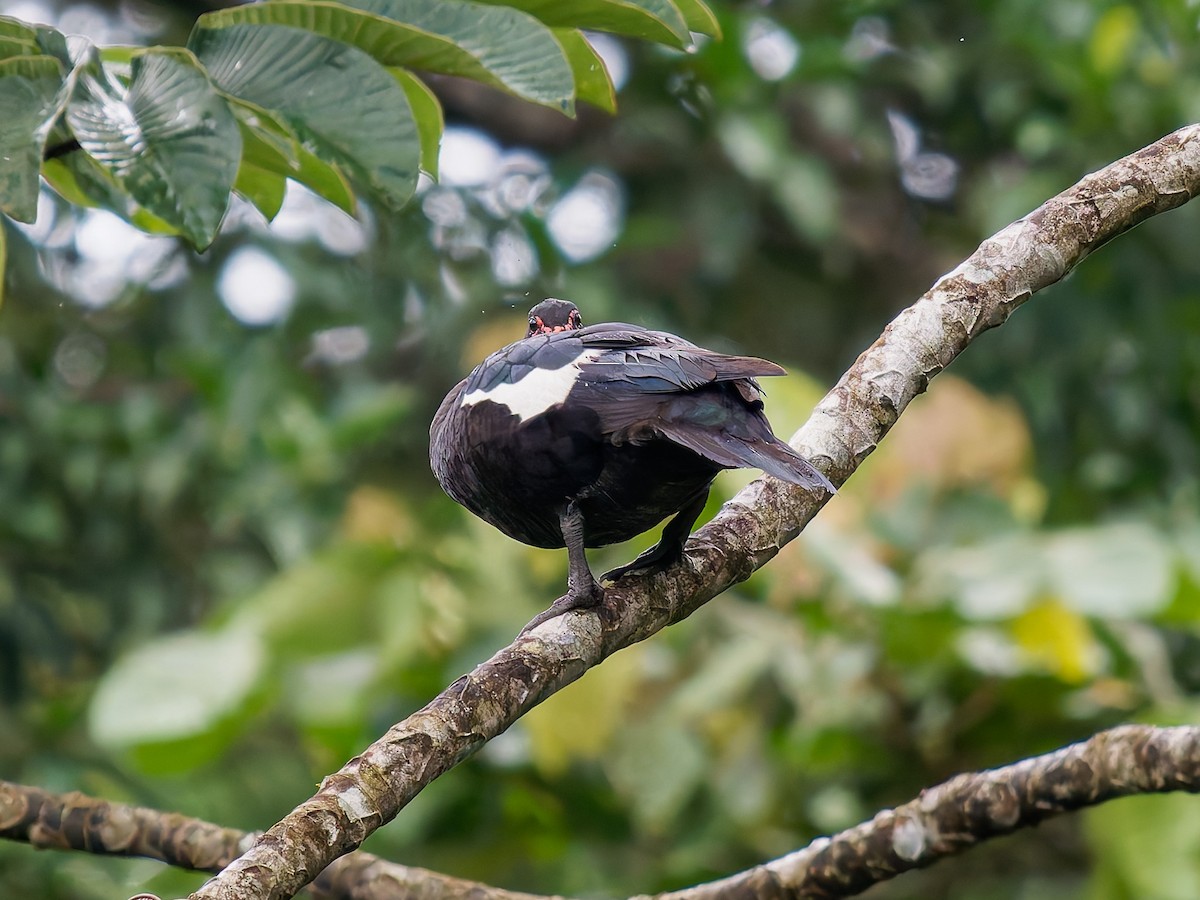Muscovy Duck - ML646426241