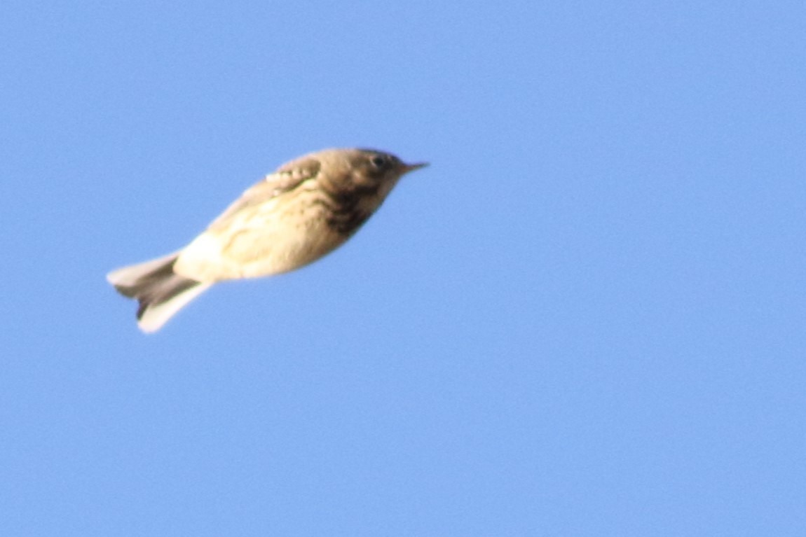 American Pipit - ML646426245