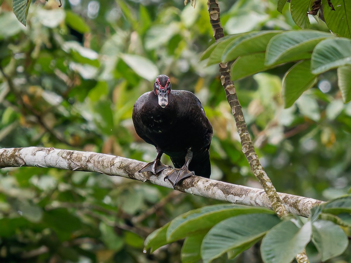 Muscovy Duck - ML646426246