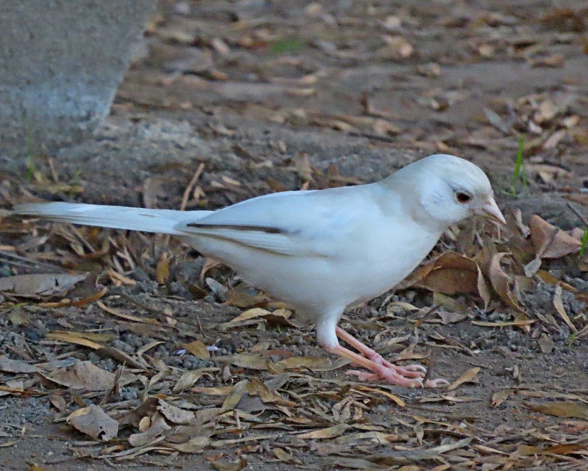 California Towhee - ML646426247