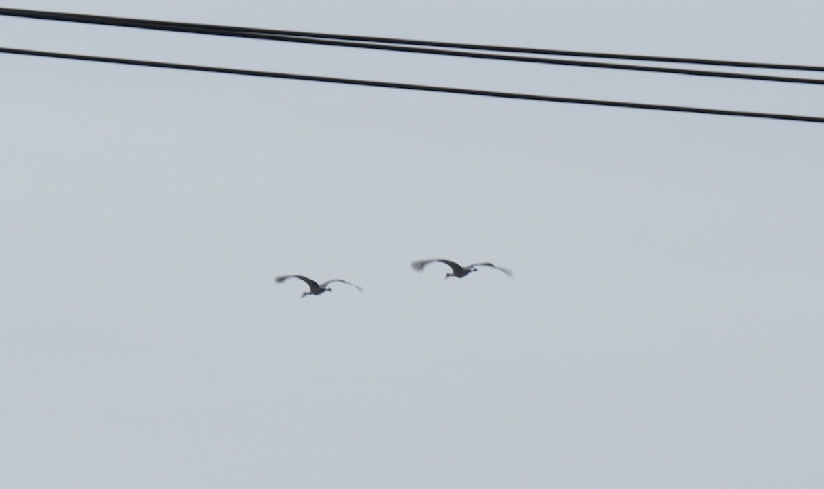 Sandhill Crane - ML646426248