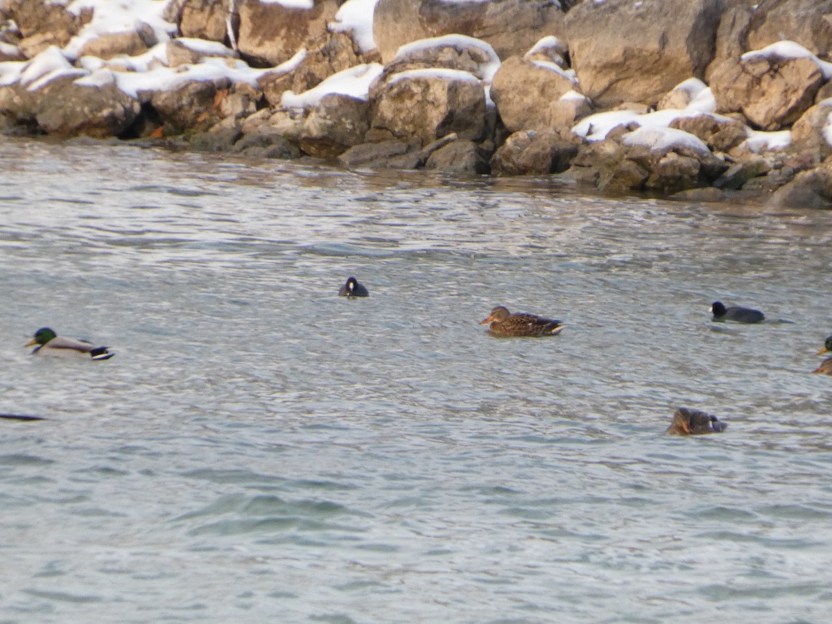 Northern Shoveler - ML646426249