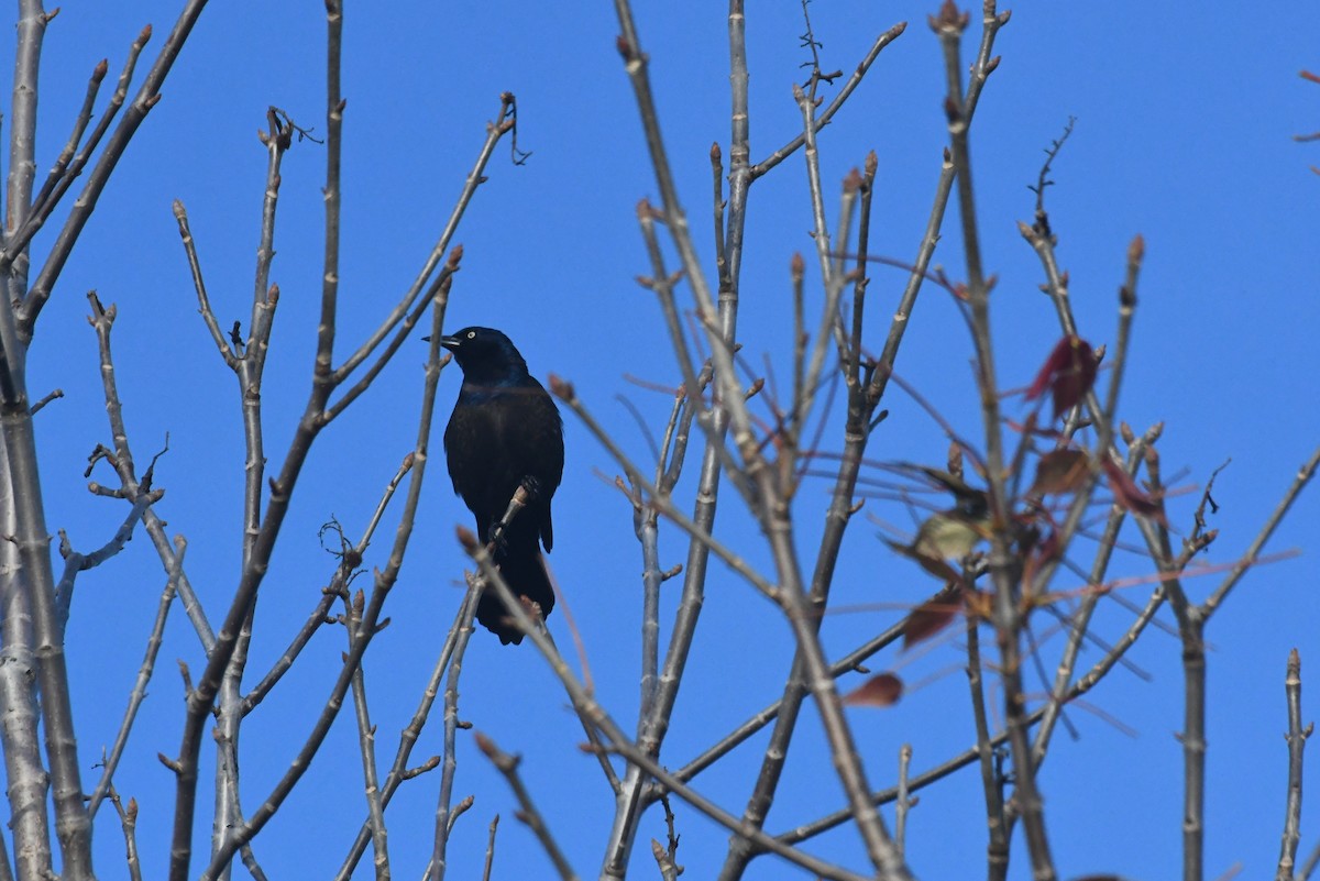 Purpurgrackel - ML646426250