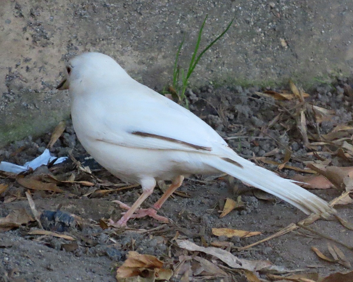 California Towhee - ML646426251