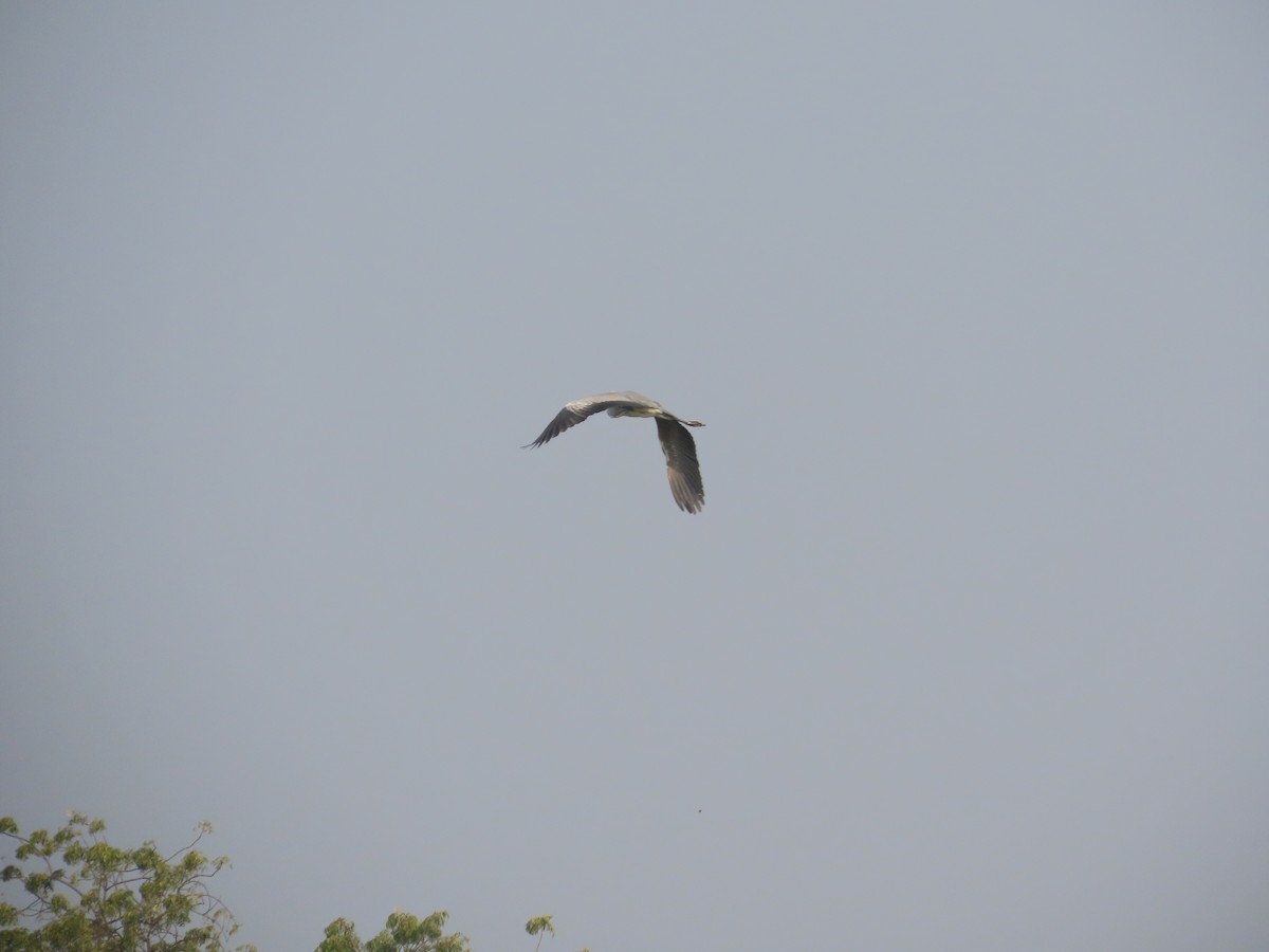 Gray Heron - ML646426252