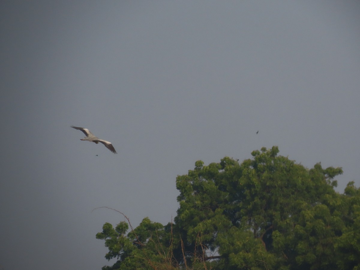 Gray Heron - ML646426253