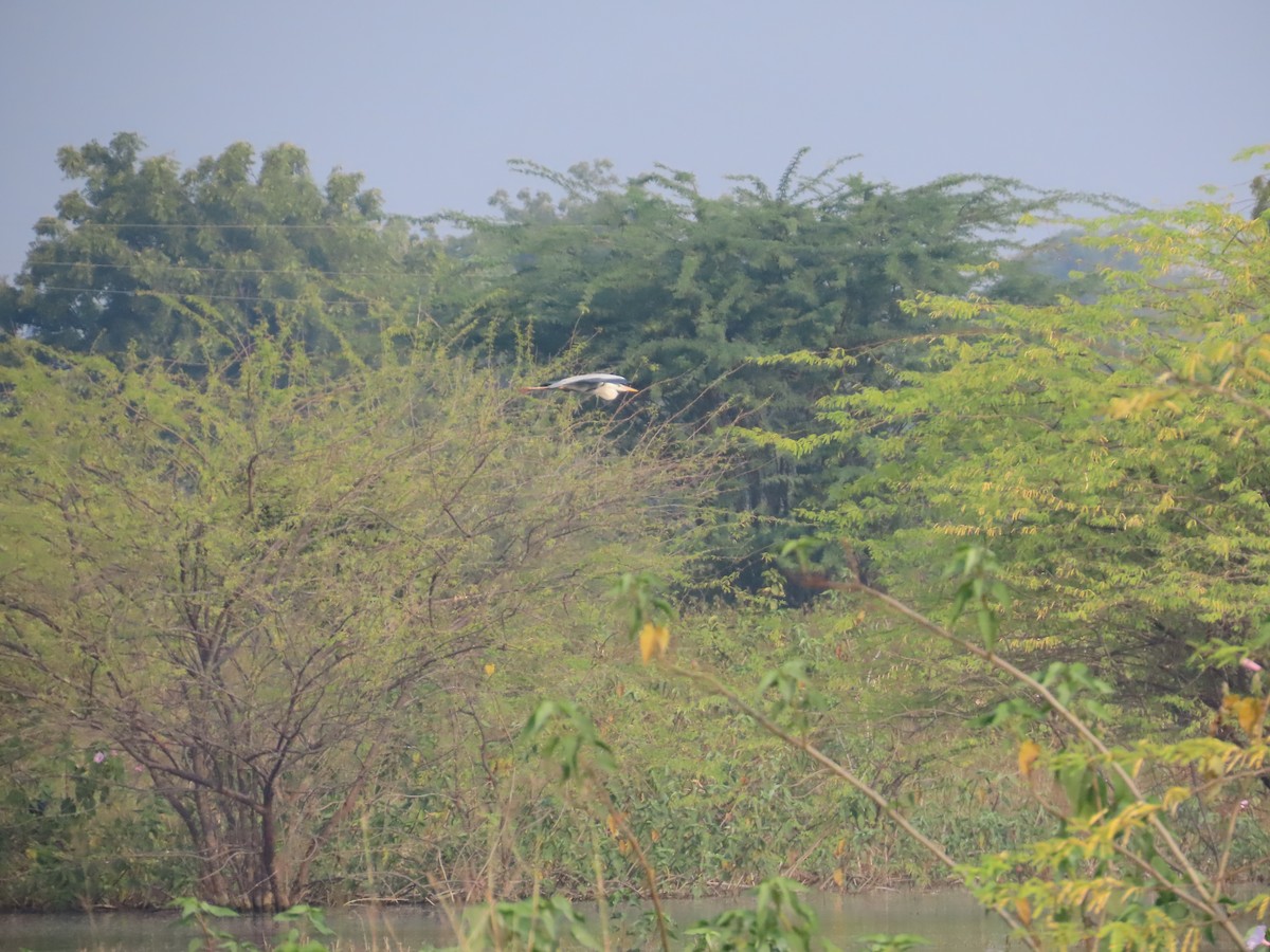 Gray Heron - ML646426254