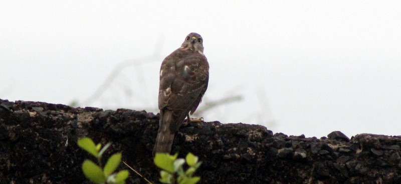 Shikra - ML646426255