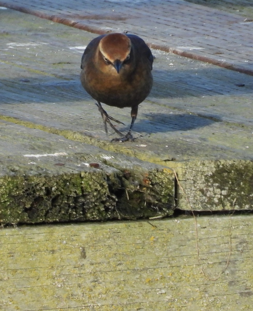 Rusty Blackbird - ML646426266