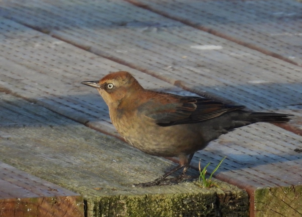 Rusty Blackbird - ML646426267
