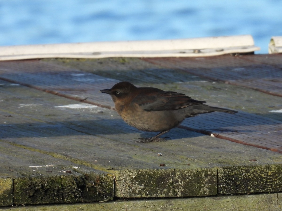 Rusty Blackbird - ML646426268