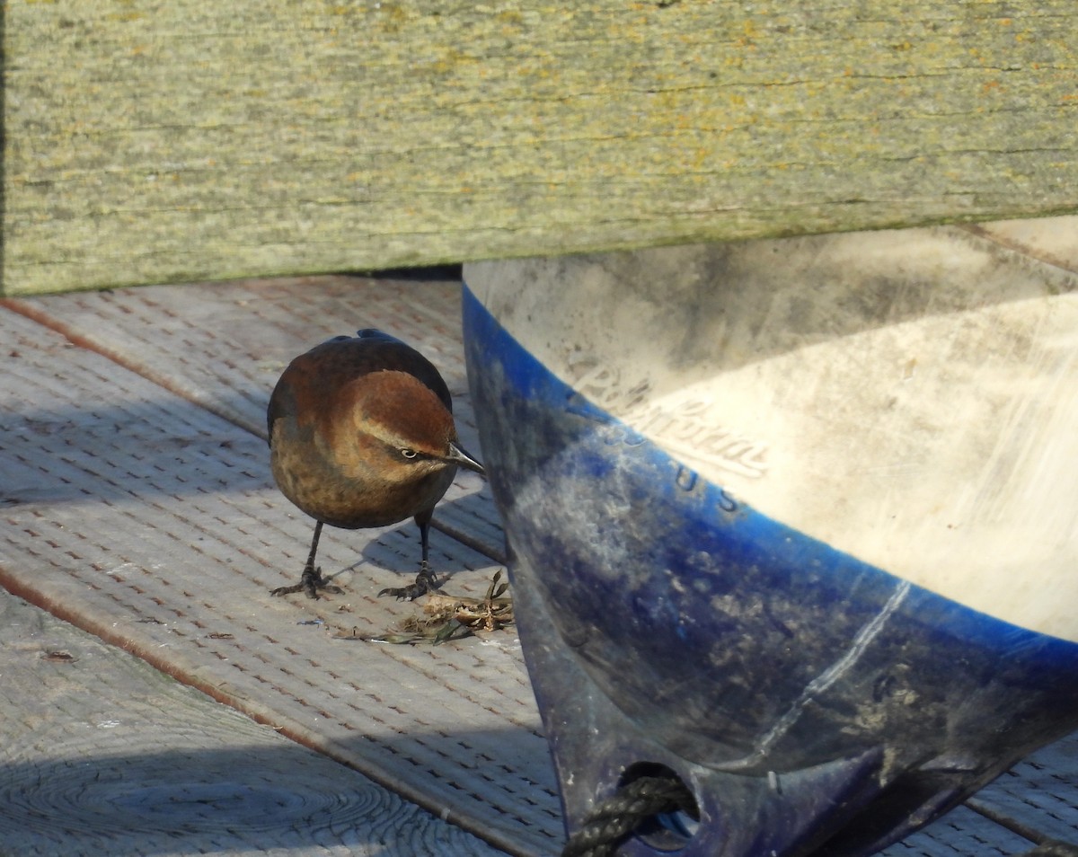 Rusty Blackbird - ML646426269