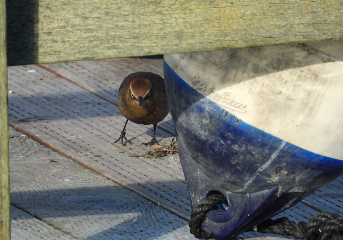 Rusty Blackbird - ML646426270
