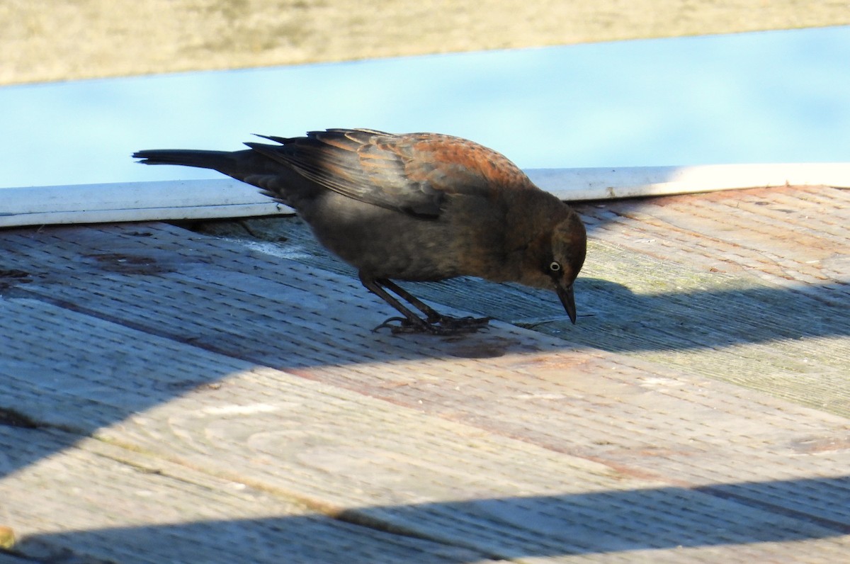 Rusty Blackbird - ML646426271