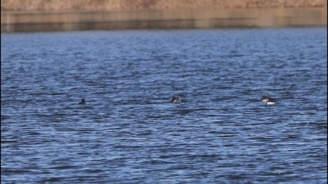 Common Goldeneye - ML646426272