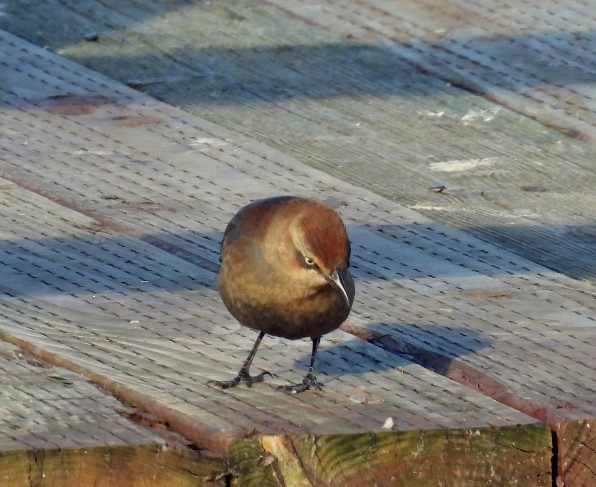 Rusty Blackbird - ML646426273