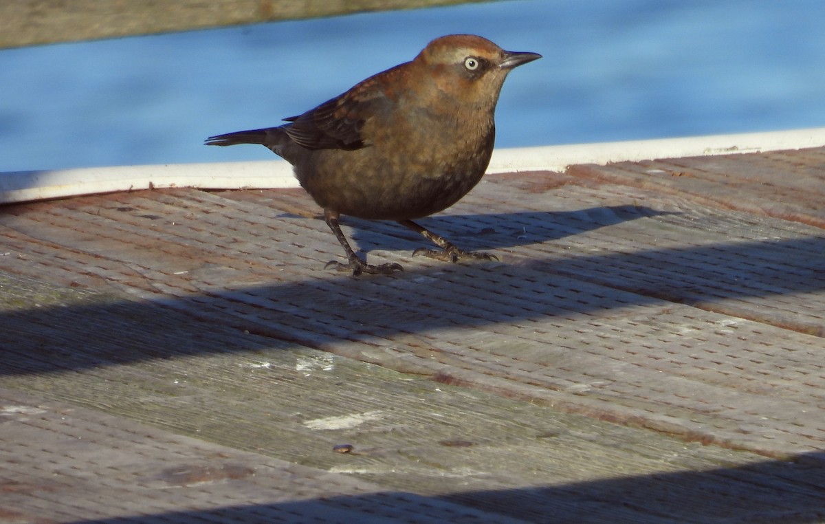 Rusty Blackbird - ML646426274