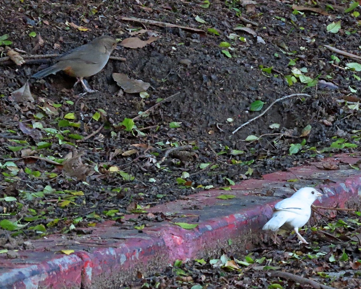 California Towhee - ML646426275