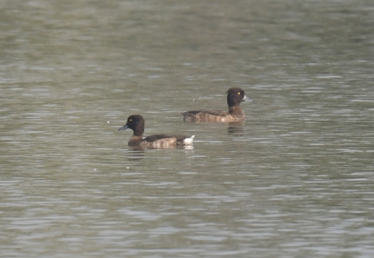 polák chocholačka - ML646426276