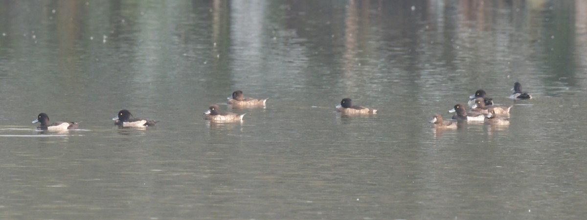 polák chocholačka - ML646426277