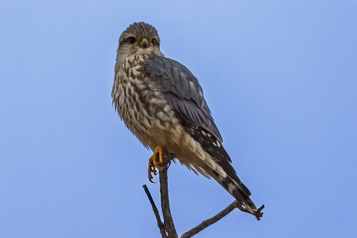 Merlin - ML646426278