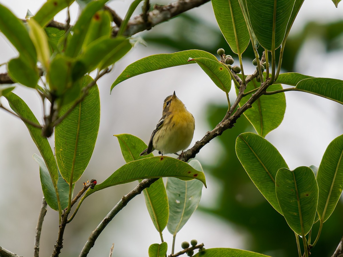 Blackburnian Warbler - ML646426280