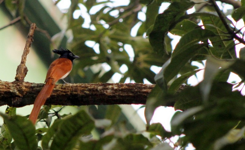 Indian Paradise-Flycatcher - ML646426281