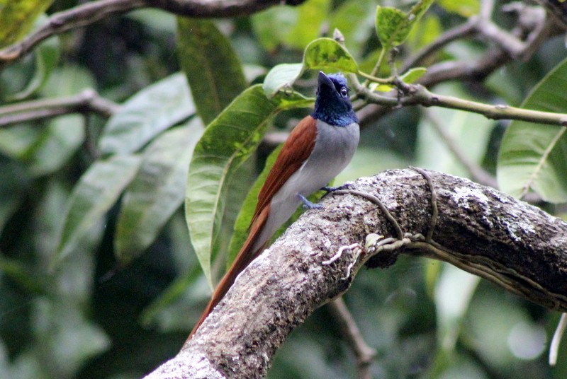 Indian Paradise-Flycatcher - ML646426282