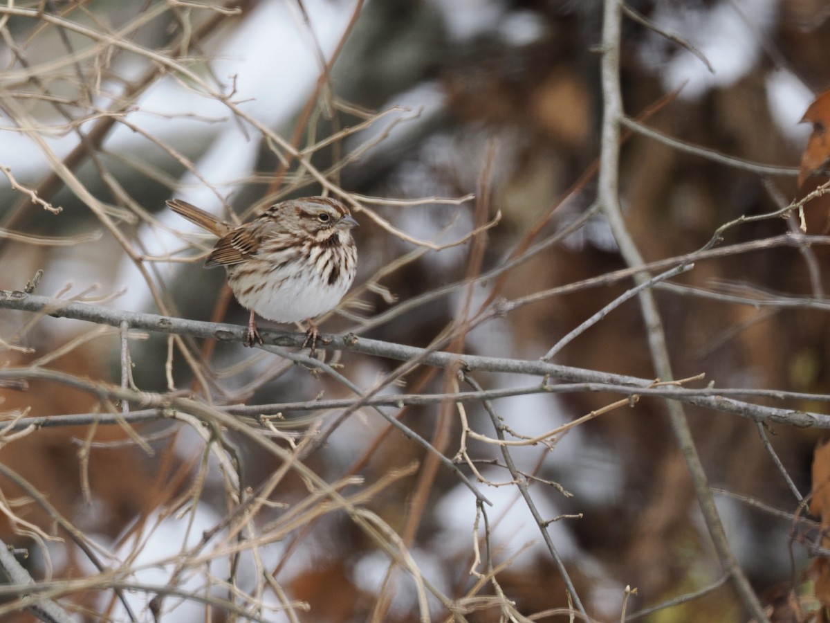 Певчая овсянка - ML646426284