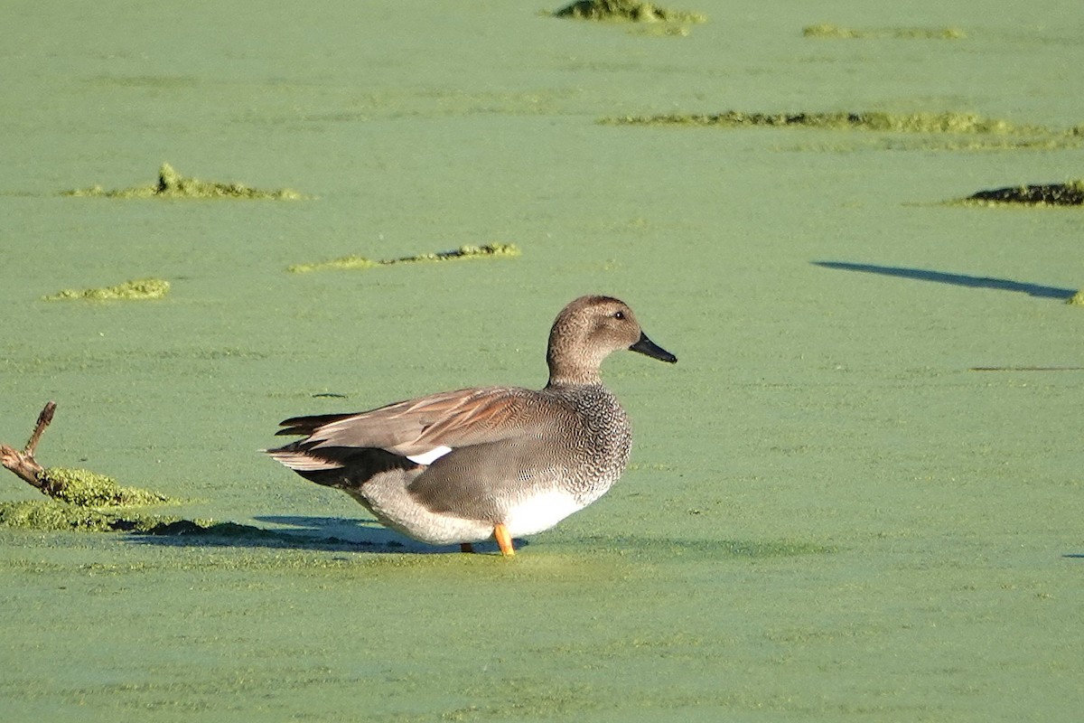 Ánade Friso - ML646426285