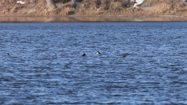 Common Goldeneye - ML646426286