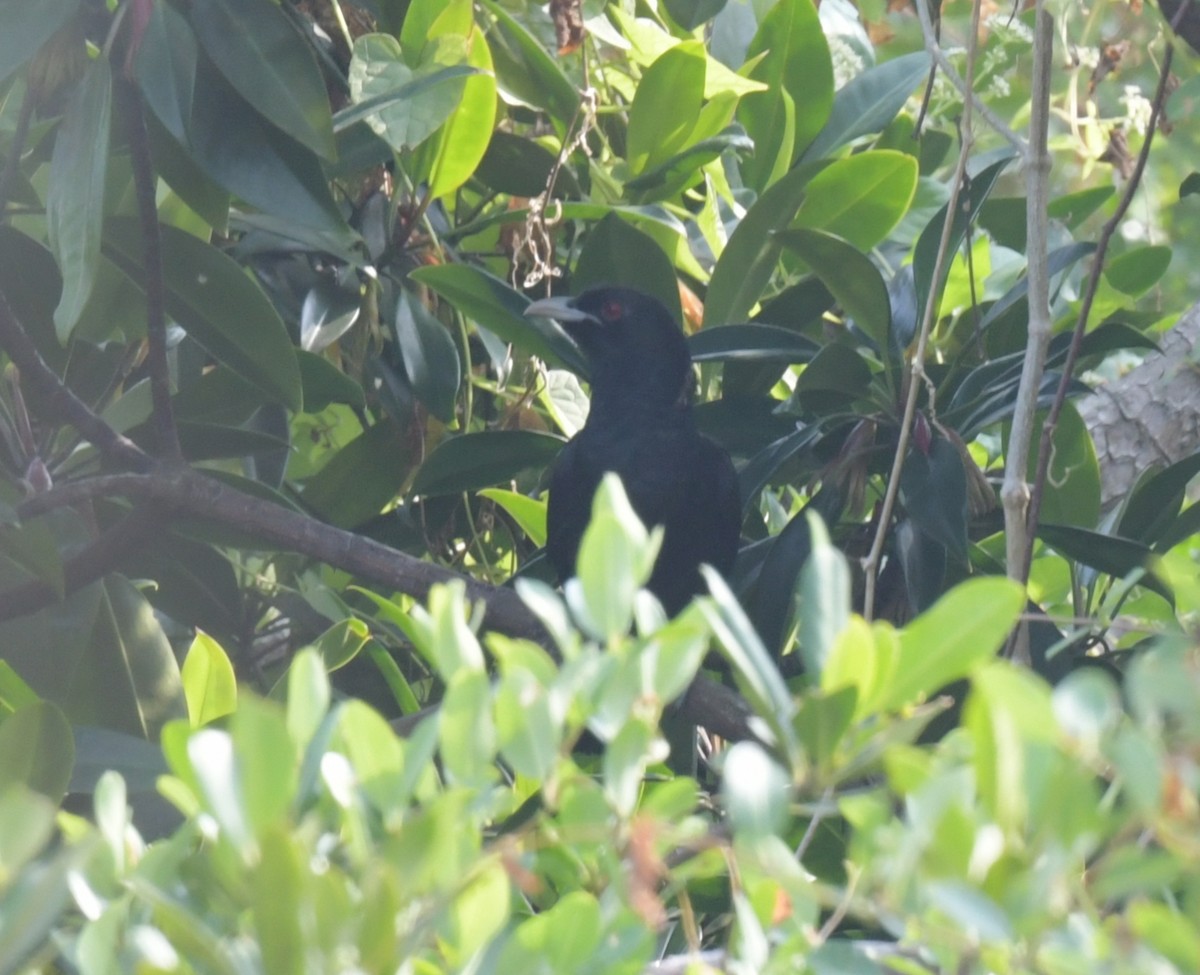 kukačka koel - ML646426287