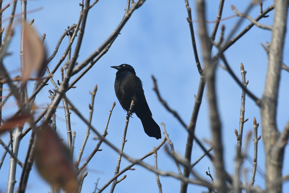 Purpurgrackel - ML646426288