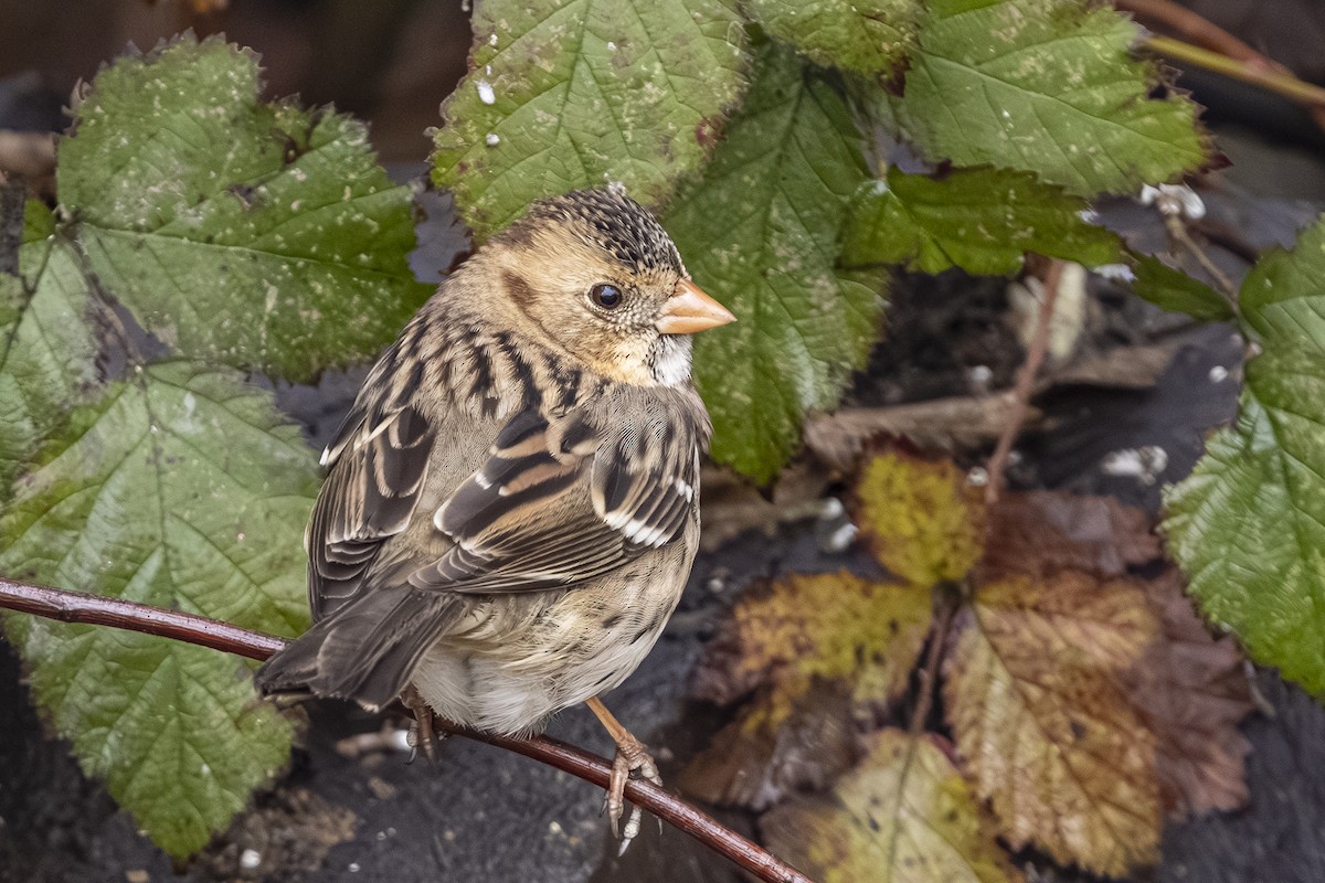 Harris's Sparrow - ML646426289