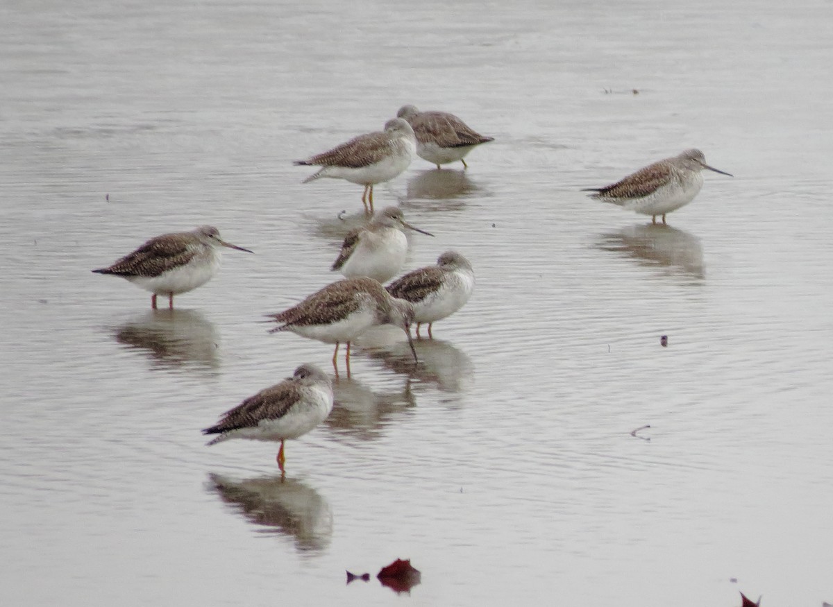 Greater Yellowlegs - ML646426290
