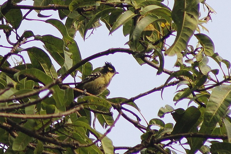 Indian Yellow Tit - ML646426291
