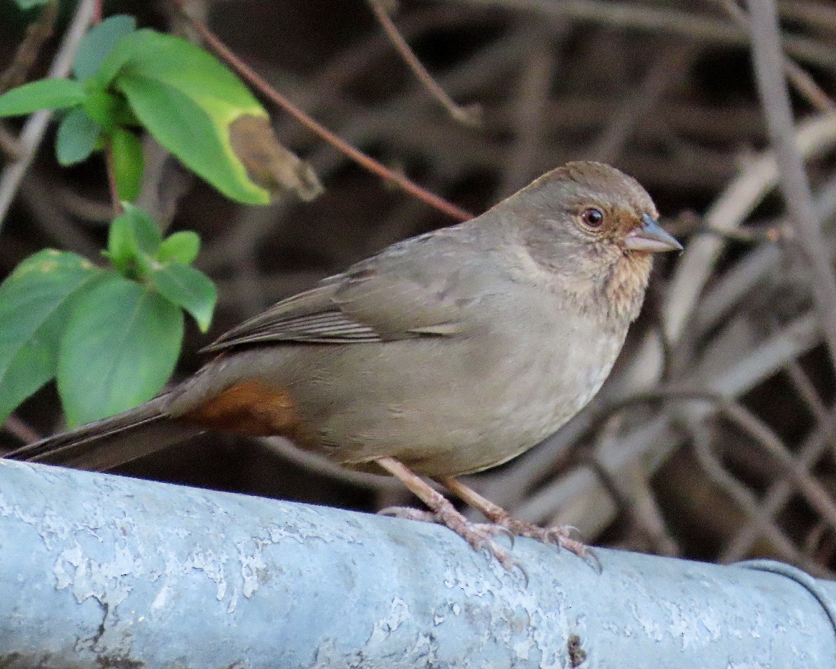 California Towhee - ML646426292