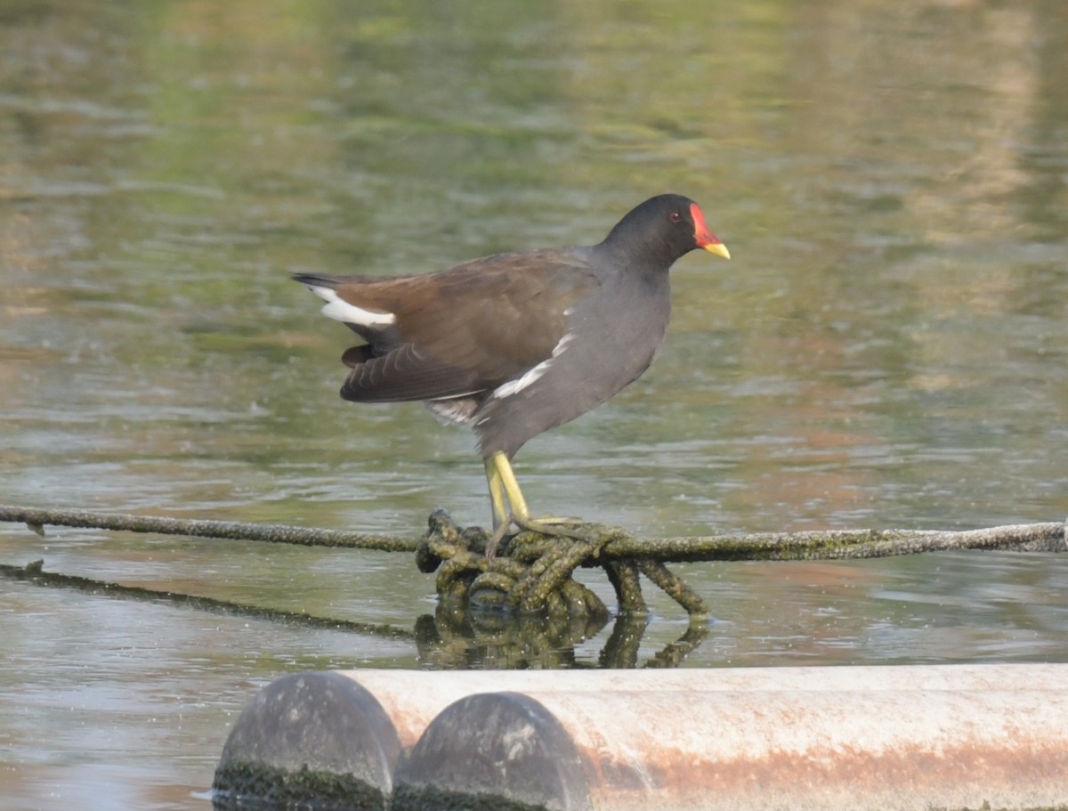 slípka zelenonohá - ML646426295