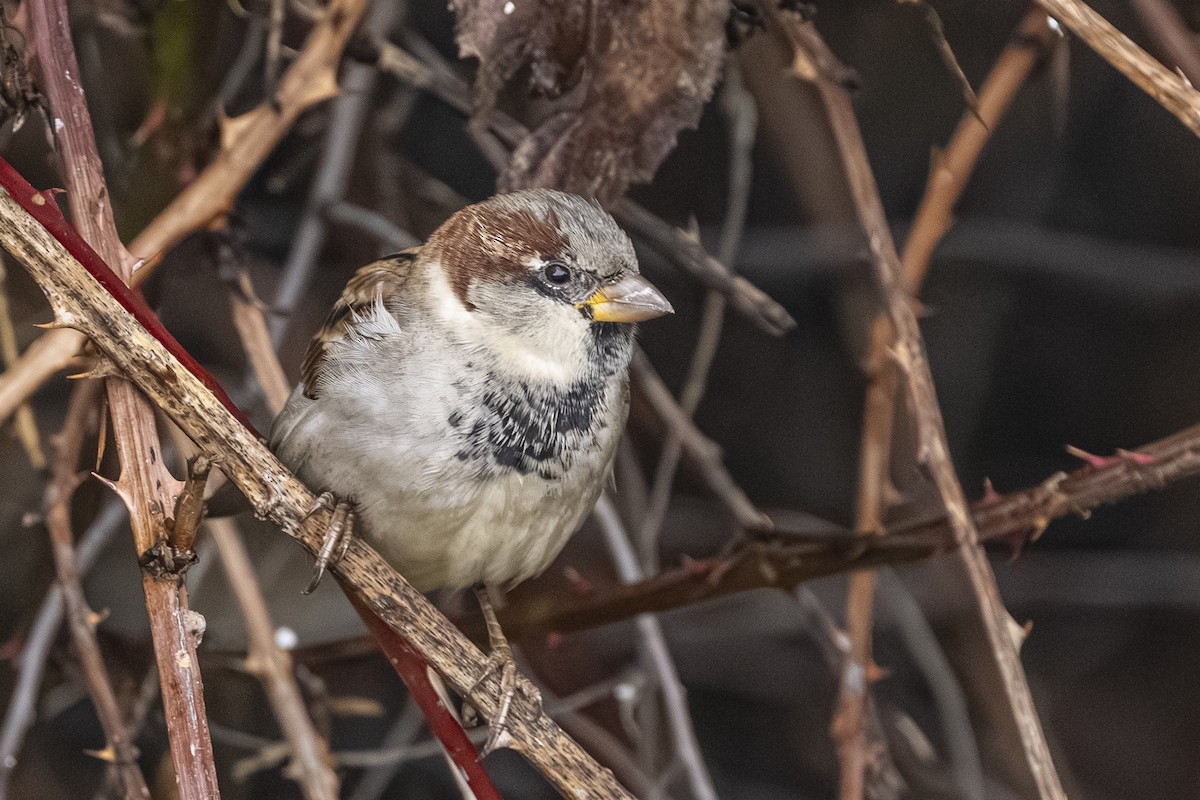 House Sparrow - ML646426300