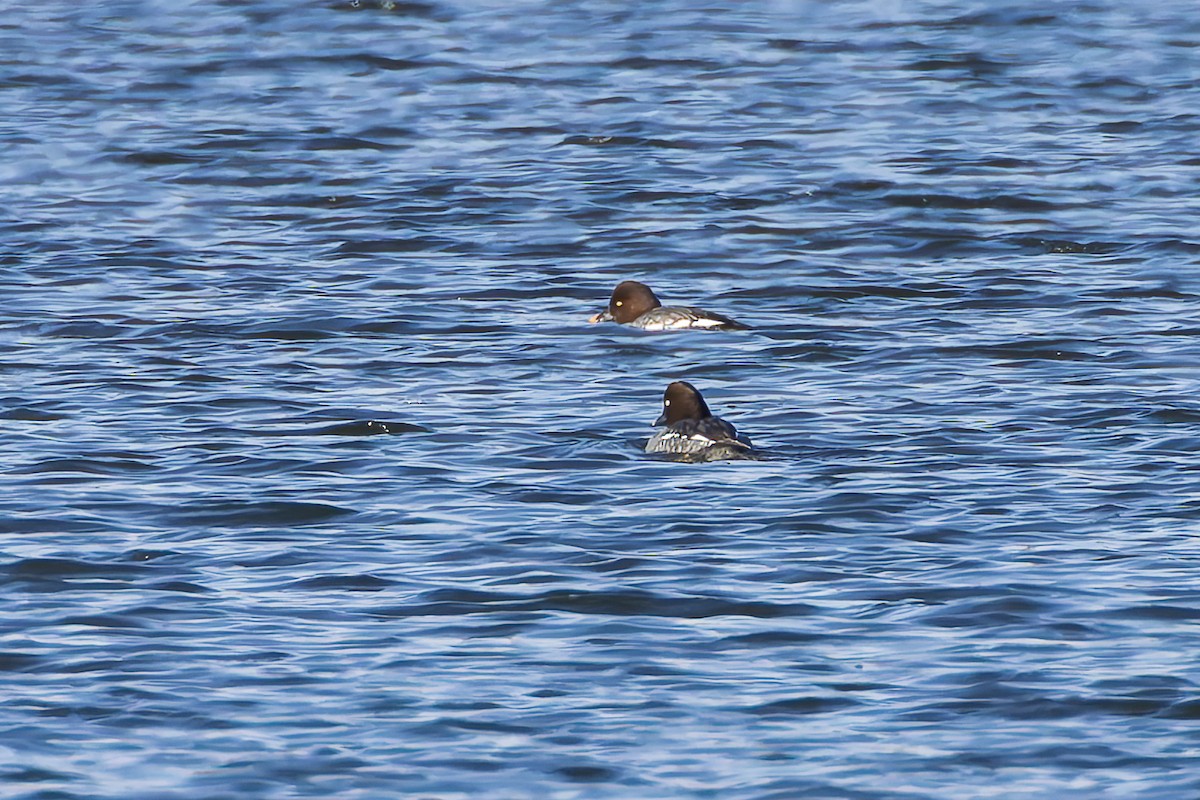 Common Goldeneye - ML646426301