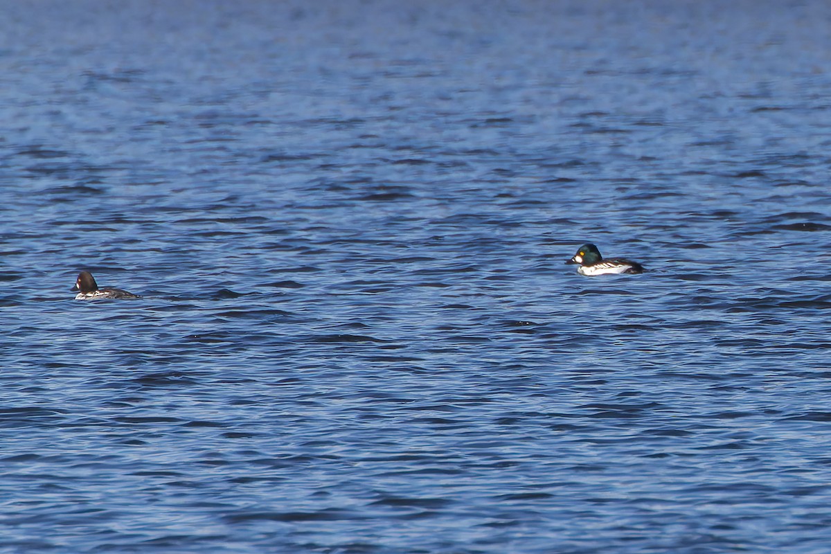 Common Goldeneye - ML646426302