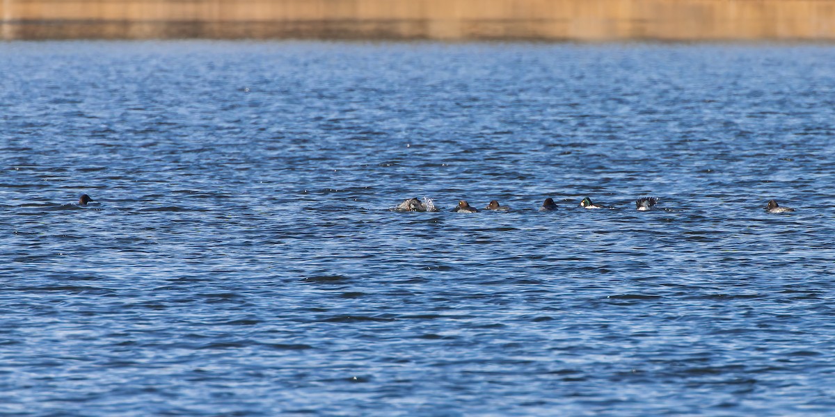 Common Goldeneye - ML646426303