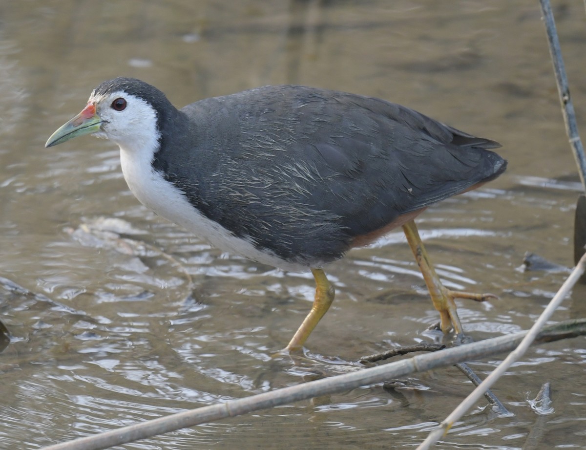 chřástal běloprsý - ML646426305